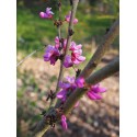 Cercis chinensis 'Avondale' - Gainier de Chine