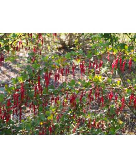 Ribes speciosum - Groseillier fuchsia