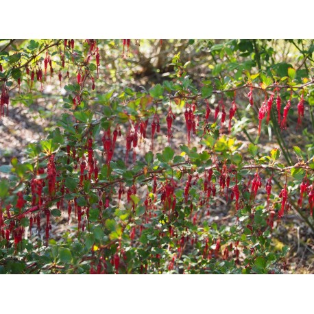 Ribes speciosum - Groseillier fuchsia