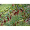 Ribes speciosum - Groseillier fuchsia