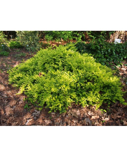 Lonicera nitida 'Edmée Gold'