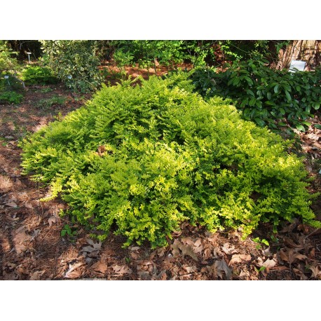 Lonicera nitida 'Edmée Gold'