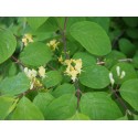 Lonicera xylosteoides x 'Clavey's Dwarf' - Chèvrefeuille