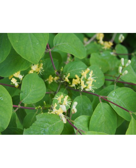 Lonicera xylosteoides x 'Clavey's Dwarf' - Chèvrefeuille