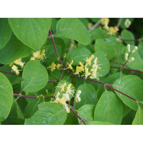 Lonicera xylosteoides x 'Clavey's Dwarf' - Chèvrefeuille