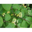 Lonicera xylosteoides x 'Clavey's Dwarf' - Chèvrefeuille