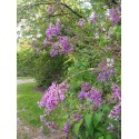 Syringa chinensis x 'Saugeana' - lilas de Rouen, lilas Varin