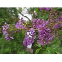 Syringa chinensis x 'Saugeana' - lilas de Rouen, lilas Varin