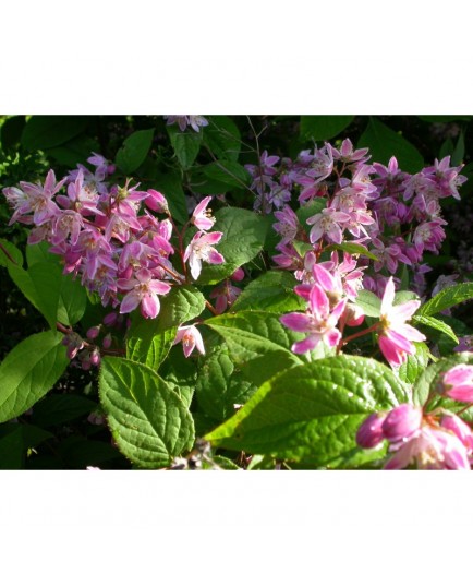 Deutzia scabra 'Atropurpurea'