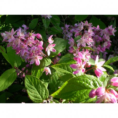 Deutzia scabra 'Atropurpurea'