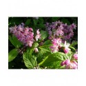 Deutzia scabra 'Atropurpurea'