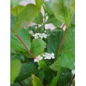 Aronia prunifolia x 'Viking'