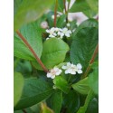 Aronia prunifolia x 'Viking'