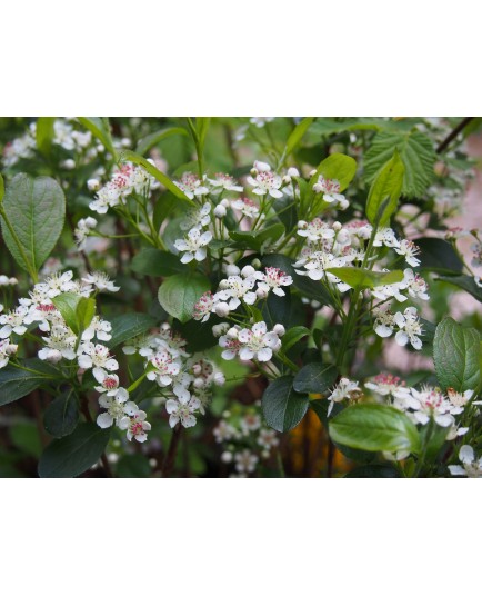 Aronia arbutifolia 'Brillant'