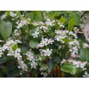 Aronia arbutifolia 'Brillant'