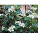 Aronia arbutifolia 'Brillant'