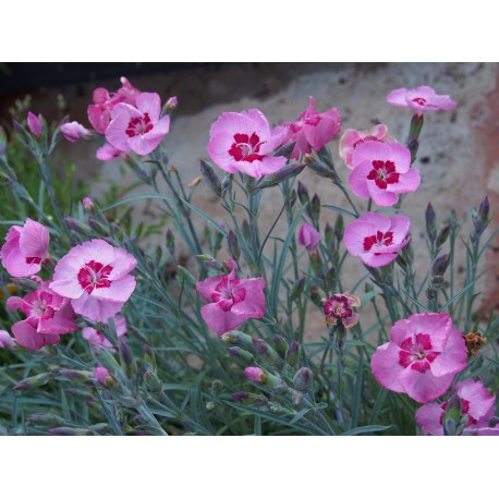 Dianthus plumarius 'Angel of Peace'