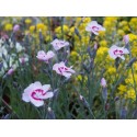 Dianthus plumarius 'Dixie White Red Bicolor'