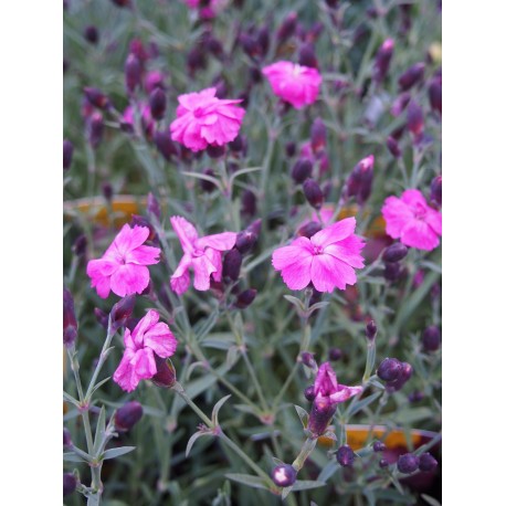 Dianthus gratianopolitanus ' Dinetta Pink'