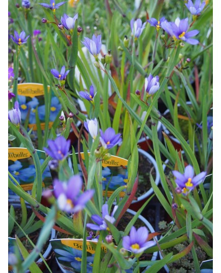 Sisyrinchium angustifolium