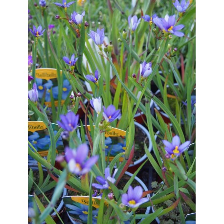 Sisyrinchium angustifolium