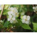 Philadelphus tenuifolius - seringat