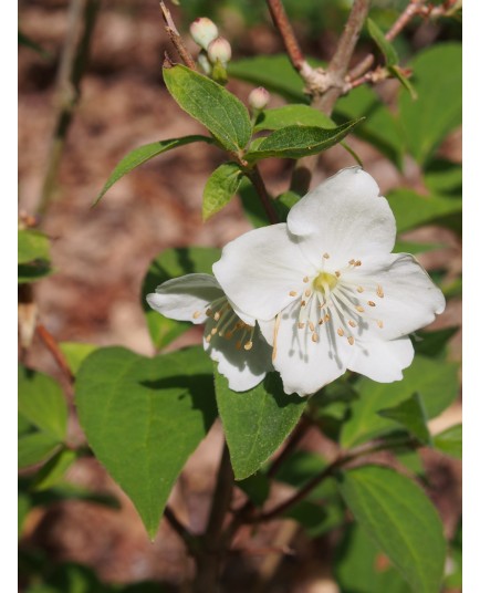 Philadelphus 'Conquête' - Seringat