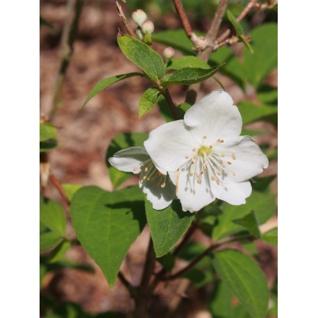 Philadelphus 'Conquête' - Seringat