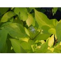 Cornus alba 'Aurea' - cornouillers blancs,