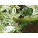 Cornus stolonifera 'White Gold' - Cornouiller