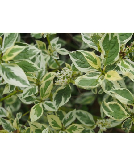 Cornus stolonifera 'White Gold' - Cornouiller