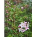 Deutzia purpurascens