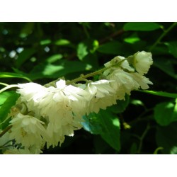 Deutzia scabra 'Candidissima'