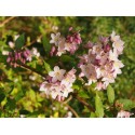 Deutzia rosea x 'Floribunda'