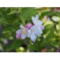 Deutzia rosea x 'Floribunda'