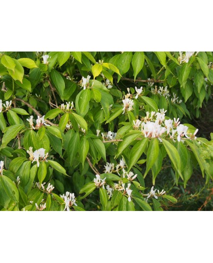 Lonicera maackii f. podocarpa - chèvrefeuille