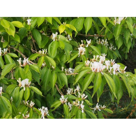 Lonicera maackii f. podocarpa - chèvrefeuille