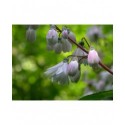 Deutzia scabra 'Codsall Pink'