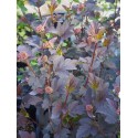 Physocarpus opulifolius 'Diabolo'®