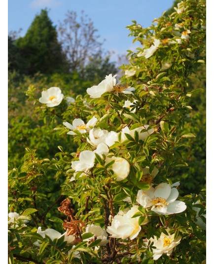 Rosa 'van Scharnhorst' - Rosaceae - Rosier