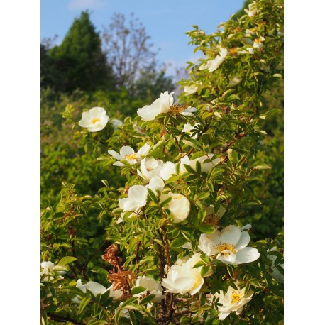 Rosa 'van Scharnhorst' - Rosaceae - Rosier