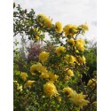Rosa spinosissima 'Double Yellow' - Rosaceae – Rosier