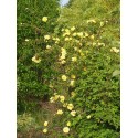 Rosa spinosissima 'Double Yellow' - Rosaceae – Rosier