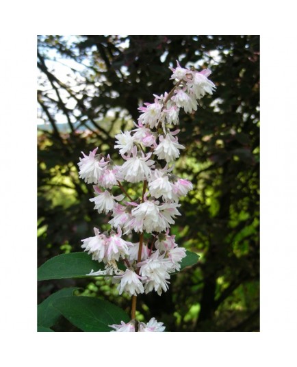 Deutzia scabra 'Plena'