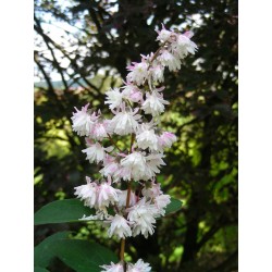 Deutzia scabra 'Plena'