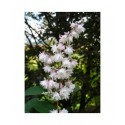 Deutzia scabra 'Plena'