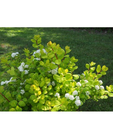 Spiraea betulifolia 'Tor Gold' ®