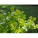 Spiraea betulifolia 'Tor Gold' ®