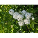 Spiraea chamaedryfolia -Spirées à feuille de petit chêne ,