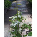 Spiraea longigemmis - spirée